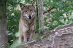 Vlk se objevuje na Šumavě, zachytily jej fotopasti na velké části jejího území