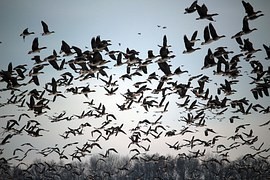 On Novomlýnské reservoirs thousands of wintering geese, among them rare barnacle goose