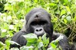 Gorily východní rychle vymírají. Kvůli občanských válkám a těžbě koltanu 