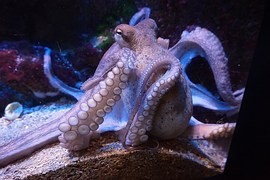 Escapade squid Incas and other large animal escapes to freedom
