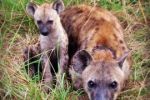 Dvacet let výzkumu hyen skvrnitých: Mamánci jsou na tom líp