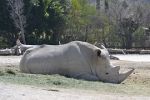 Jak zachránit severní bílé nosorožce? Sami se již nerozmnoží, musí nastoupit věda