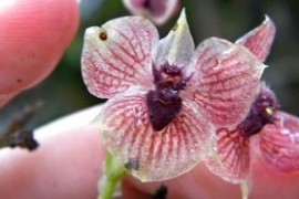 Polish scientists have discovered a new orchid in Colombia. It looks like a devil's head