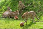 Nové míče rozdováděly celou gepardí rodinu