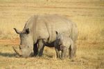 Nosorožčí samička Eliška z dvorské zoo už pobývá v Tanzanii ve velkém výběhu