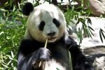 Panda velká už není ohroženým druhem. Její populace se zvětšuje
