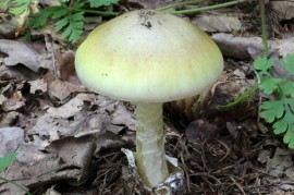 Poisoning agaric or when the liver is devastating poison