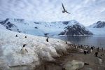 Mořské chráněné oblasti u Antarktidy opět nejspíš vyhlášeny nebudou