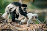 Zoo Praha: Mládě guerézy pláštíkové dostalo jméno Kibo