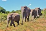 Nelegální lov slonů stojí Afriku 25 milionů dolarů ročně – na příjmech z turismu