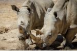 ZOO Dvůr Králové získala novou samici nosorožce tuponosého jižního. Jmenuje se Temba