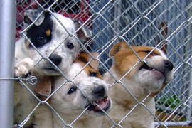 Milos Babiš: stop množírny dogs will notify the breeding and chipping?