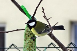 Do you know what and how to properly supplementary feeding birds in winter?