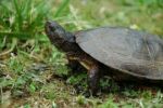 Indie zadržela pašeráckého bosse a 4 tuny vzácných želv určených pro černý trh
