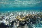 70 procent největšího japonského korálového útesu odumřelo