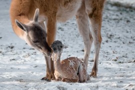 Prague Zoo: a new addition and a tree after Christmas feast