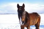 V Milovicích se narodila první letošní hříbata divokých koní. Sníh a chlad jim nevadí