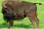 Po 140 letech se vrátili do kanadské Alberty bizoni