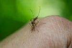 Horečka dengue ohrožuje Čechy! Počet nákaz roste