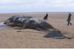 Nemocná velryba měla v žaludku 30 plastových sáčků