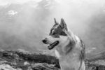 Norským vlkům hrozí, že se opět dostanou pod mušku lovcům
