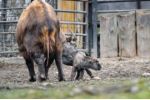 Zoo Praha: Výběhy se plní zvířaty a rodí se v nich i nová mláďata