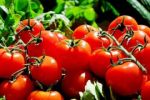 Proč jsou rajčata z obchodu vodnatá a bez chuti?