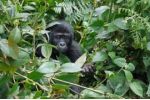 Pytláctví? Gorily v DR Kongo hynou kvůli těžbě nerostů