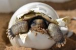 Líné pouštní želvy - příklad, že někdy nepomůže ani záchrana za všechny peníze