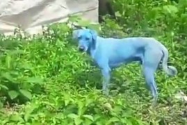 Bombay chemists dye stray dogs to blue