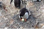 Tučňáci z ostrova Ardley přežívají sopečným erupcím navzdory