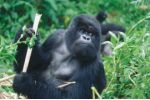 Dian Fosseyová - „čarodějnice“, která zachránila horské gorily