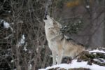 Fotopast zachytila vlka ve Žďárských vrších. Na Vysočinu se vrátil po 190 letech
