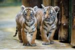 Z malajských tygřat rostou nebojácné šelmy