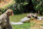 Samice makaků zneužívají ke svému sexuálnímu uspokojení jeleny sika. Ti se tváří nezúčastněně