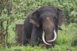Zákaz slonoviny v Číně? Naštve obyčejné Číňany, ale k ochraně slonů nepovede