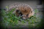 Londýňané své ježky milují. A aby se jim dařilo, vyvrtávají jim tunely ve zdech