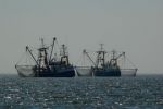 Elektrorybaření v EU opět končí. Nizozemští rybáři z toho radost nemají