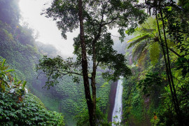 There are only seven tropical rainforests in the world