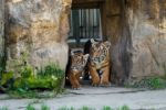 Tygří dvojčata Bulan a Wanita poznávají venkovní výběh