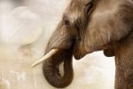 Mark Zuckerberg podle amerických senátorů vydělává na prodeji reklamy zabijákům slonů