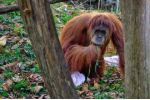 Nově objevený orangutan nejspíš brzy vymře. Stojí v cestě vodní elektrárně
