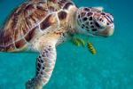 Mořské želvy žijí na planetě už 110 milionů let