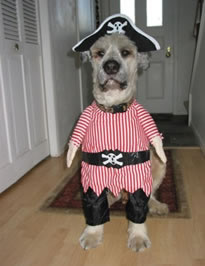 pes pirát