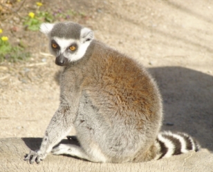 Zjistit, že lemur má žluté oči